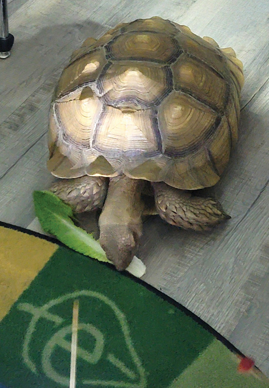Grevy the tortoise eating a leaf of lettuce.